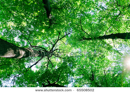stock-photo-green-wallpaper-forest-65508502